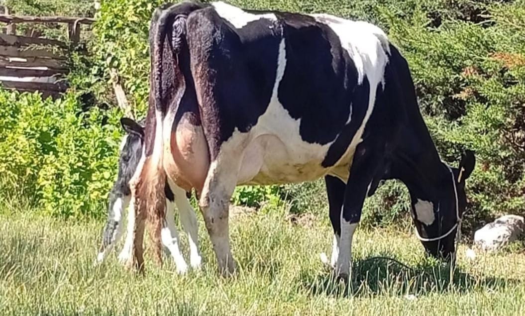 Healthy livestock in natural environment